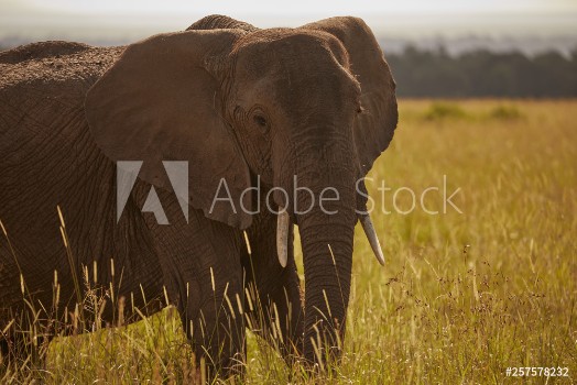 Picture of Elephant in Kenya